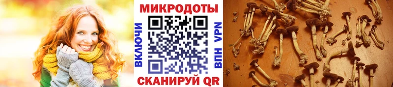 Галлюциногенные грибы Psilocybe Мелеуз